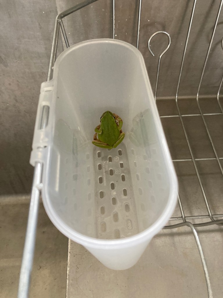Pacific chorus frog unexpectedly located in a dish drain