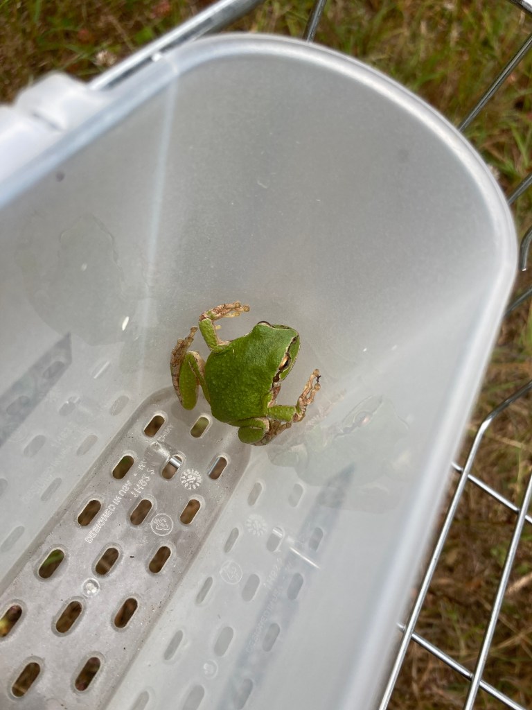 Pacific chorus frog in a sponge drainer being carried to the outdoors