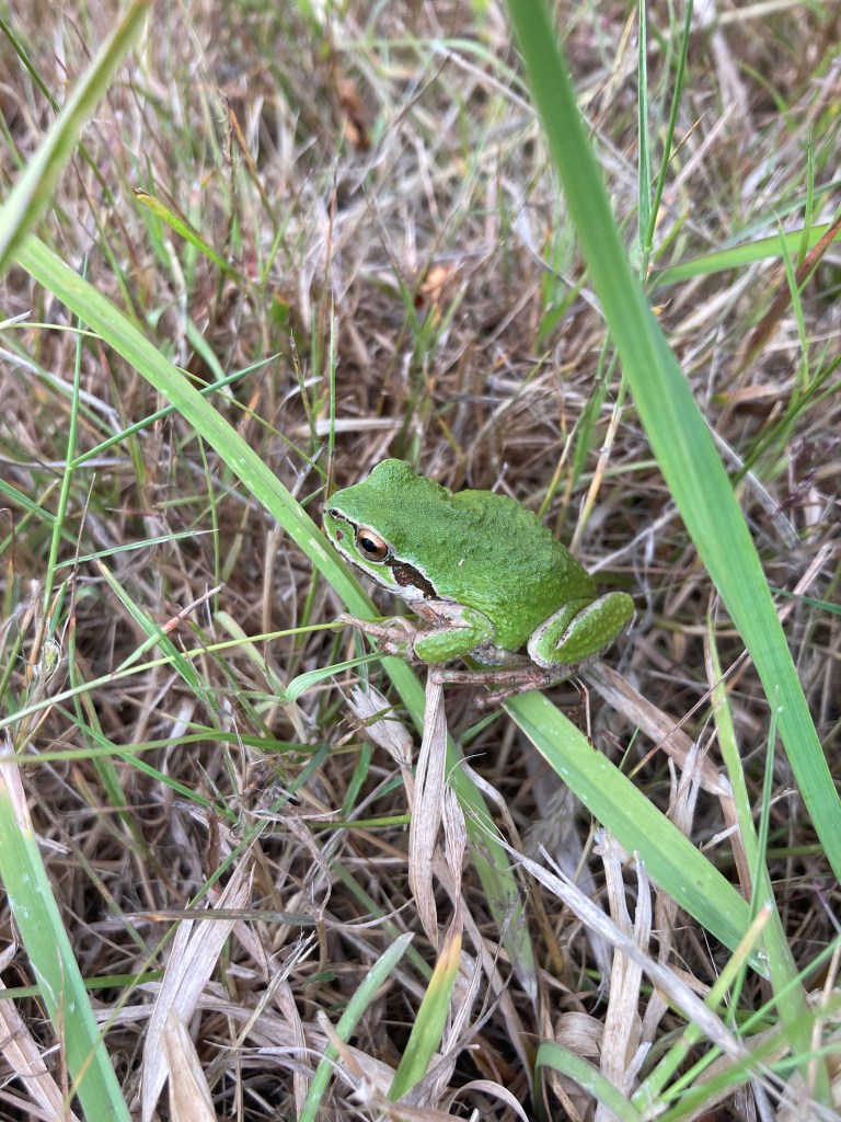 Pacific chorus frog sitting safely in the grass, back where he belongs