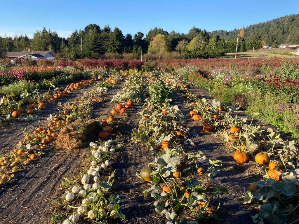 Photo of pumpkin patch taken from the barn just before sunset