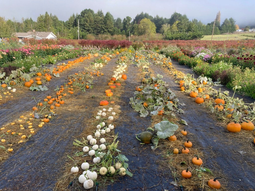 Pumpkin patch opening&nbsp;celebration